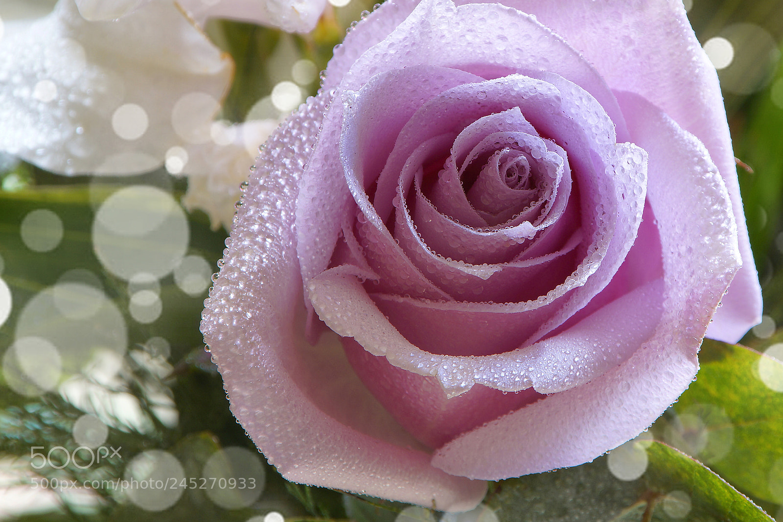 Sony SLT-A57 sample photo. Sweet violet color photography