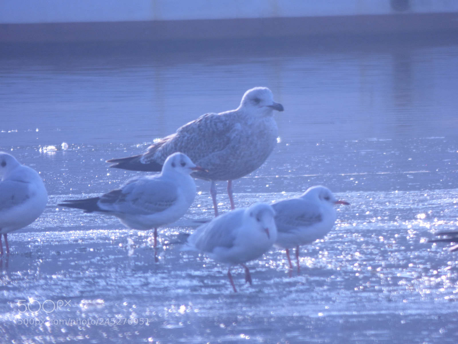 Panasonic DMC-FZ72 sample photo. Winter landschaft photography