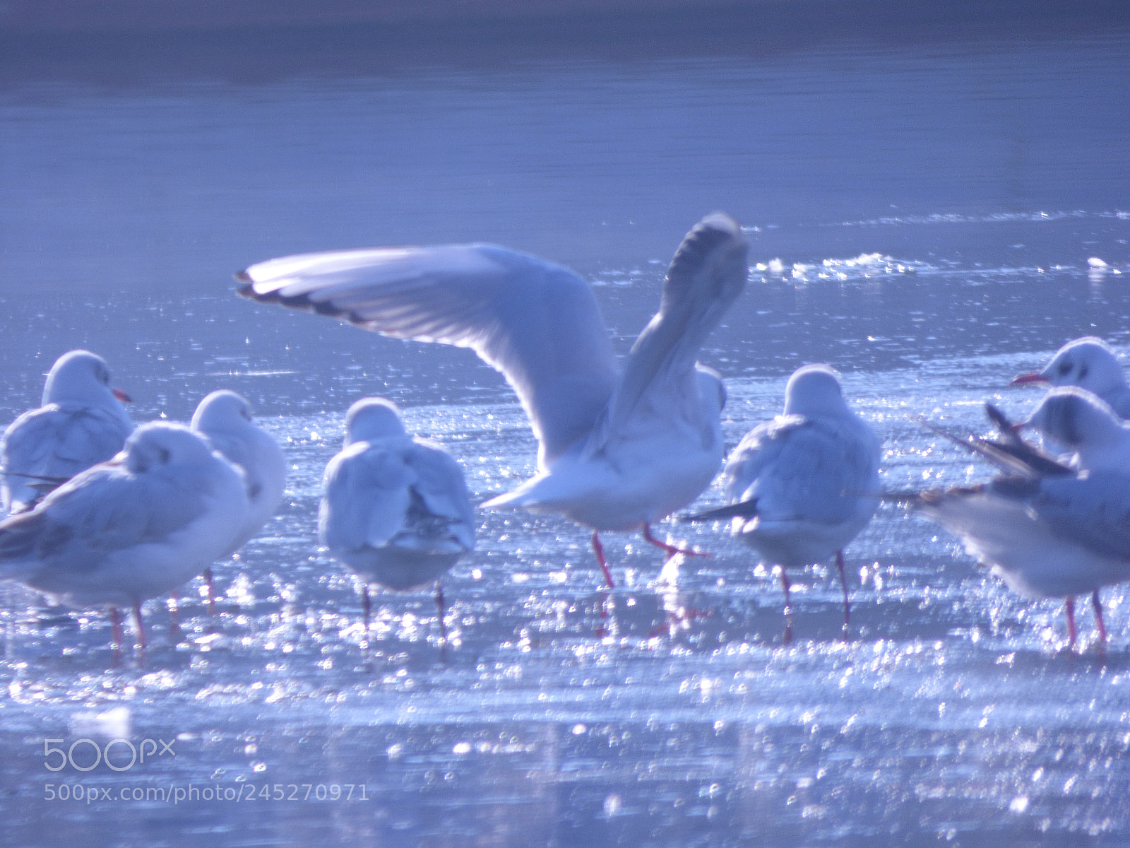 Panasonic DMC-FZ72 sample photo. Winter landschaft photography