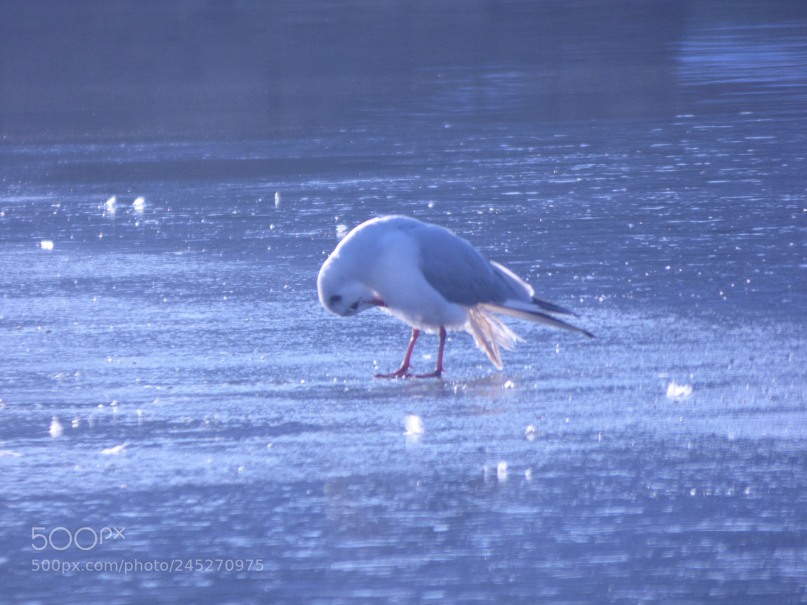 Panasonic DMC-FZ72 sample photo. Winter landschaft photography