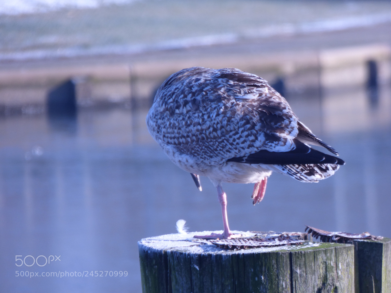 Panasonic DMC-FZ72 sample photo. Winter landschaft photography