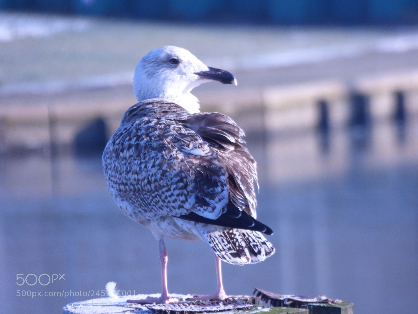 Panasonic DMC-FZ72 sample photo. Winter landschaft photography