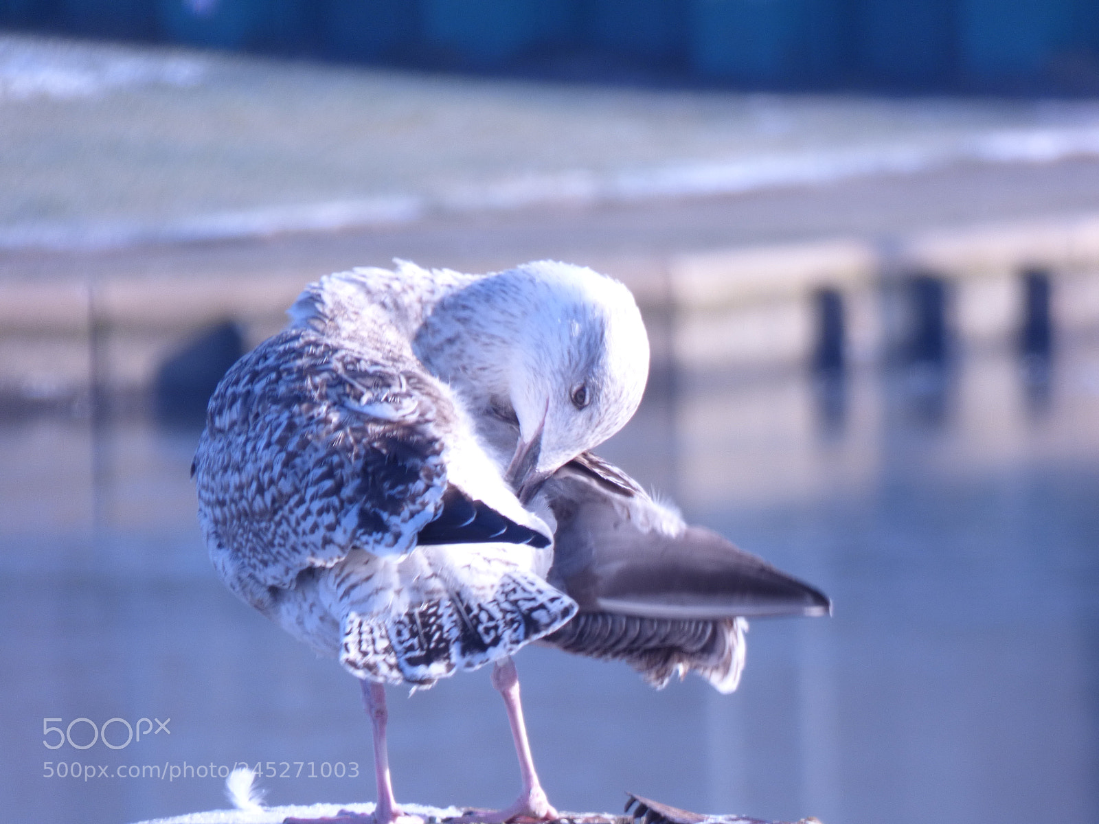 Panasonic DMC-FZ72 sample photo. Winter landschaft photography