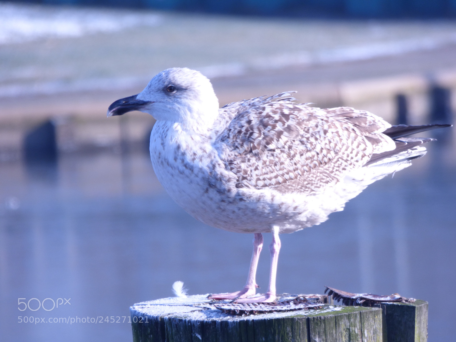 Panasonic DMC-FZ72 sample photo. Winter landschaft photography
