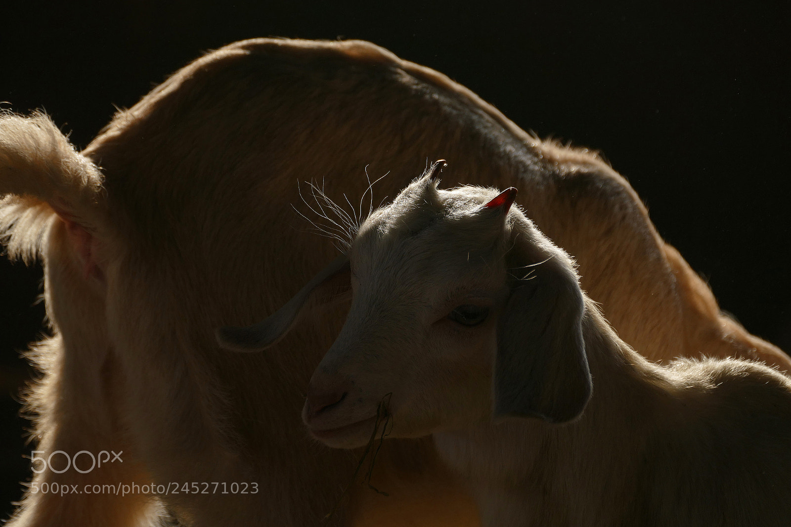 Panasonic Lumix DMC-FZ1000 sample photo. Young goat - junge photography