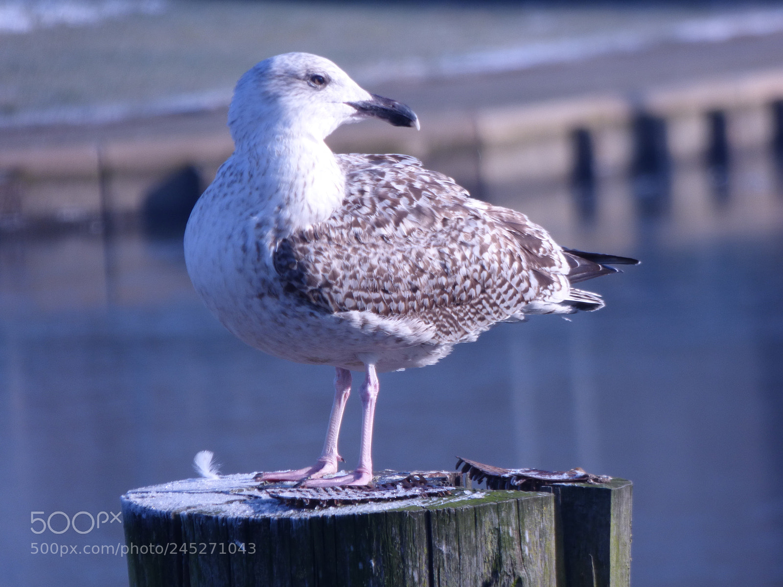 Panasonic DMC-FZ72 sample photo. Winter landschaft photography