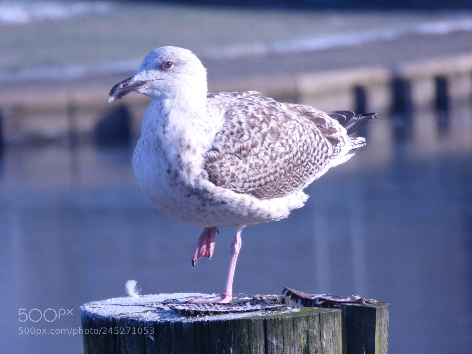 Panasonic DMC-FZ72 sample photo. Winter landschaft photography