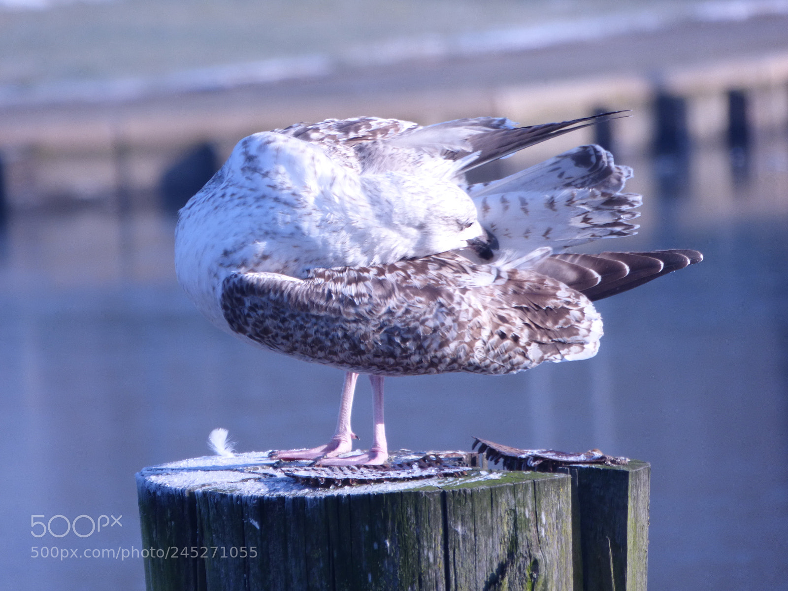Panasonic DMC-FZ72 sample photo. Winter landschaft photography