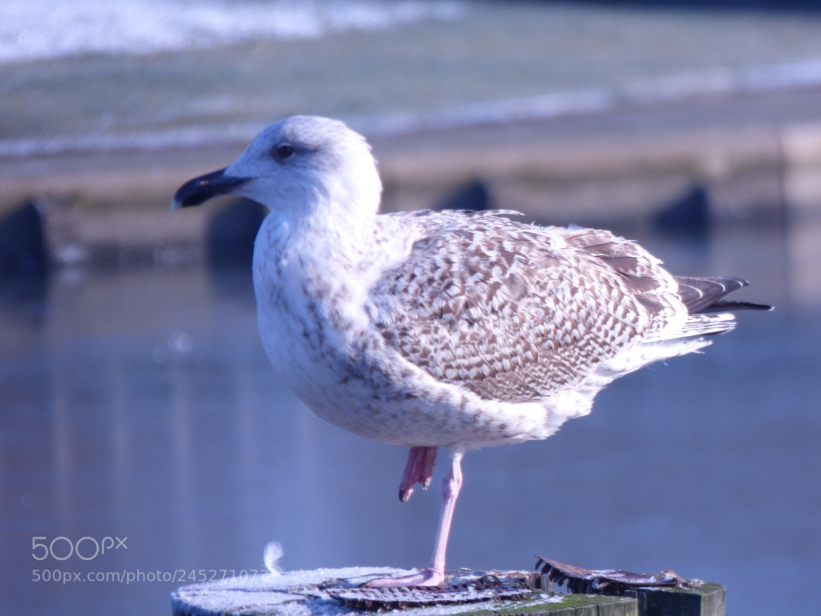 Panasonic DMC-FZ72 sample photo. Winter landschaft photography