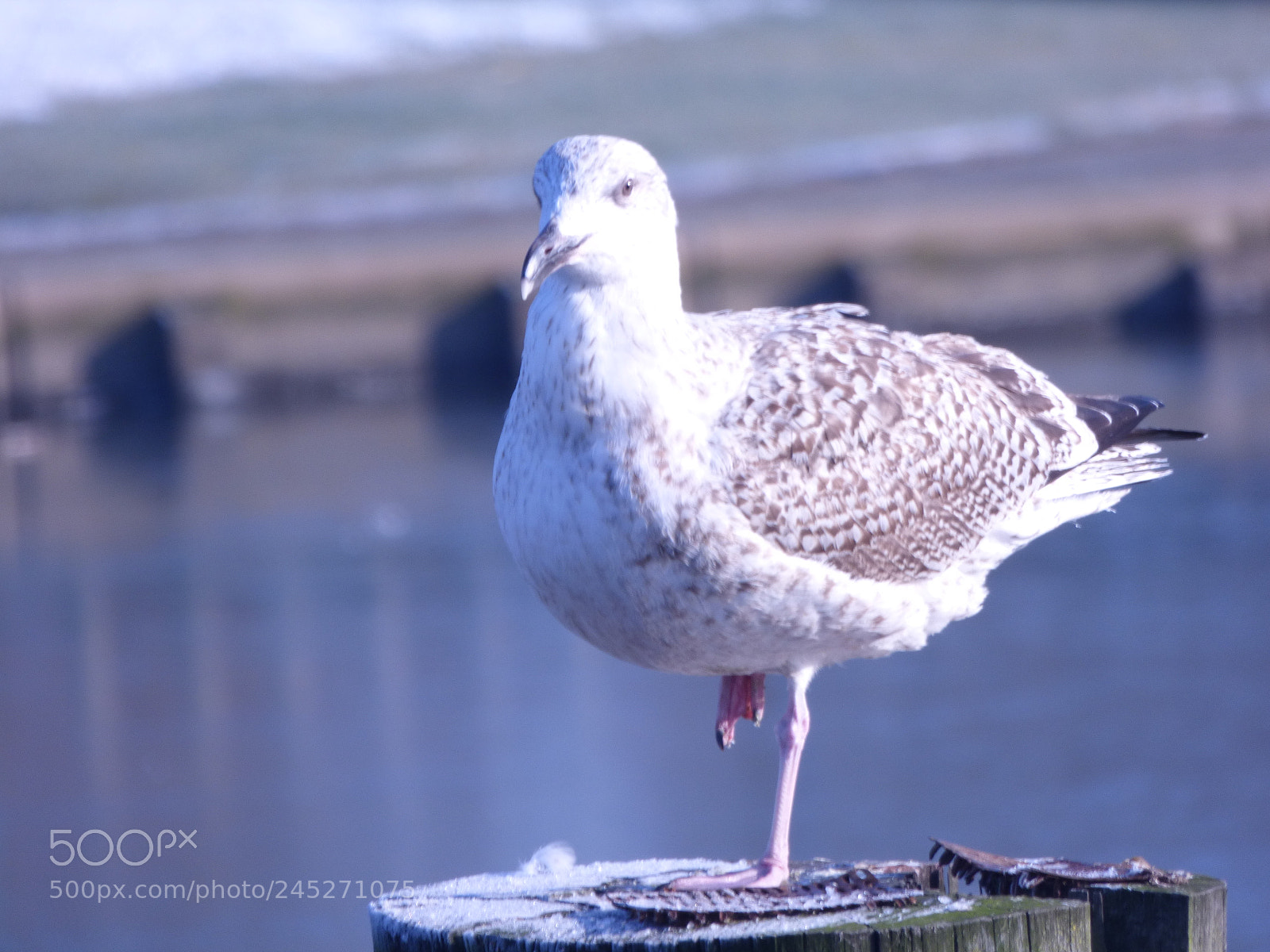 Panasonic DMC-FZ72 sample photo. Winter landschaft photography