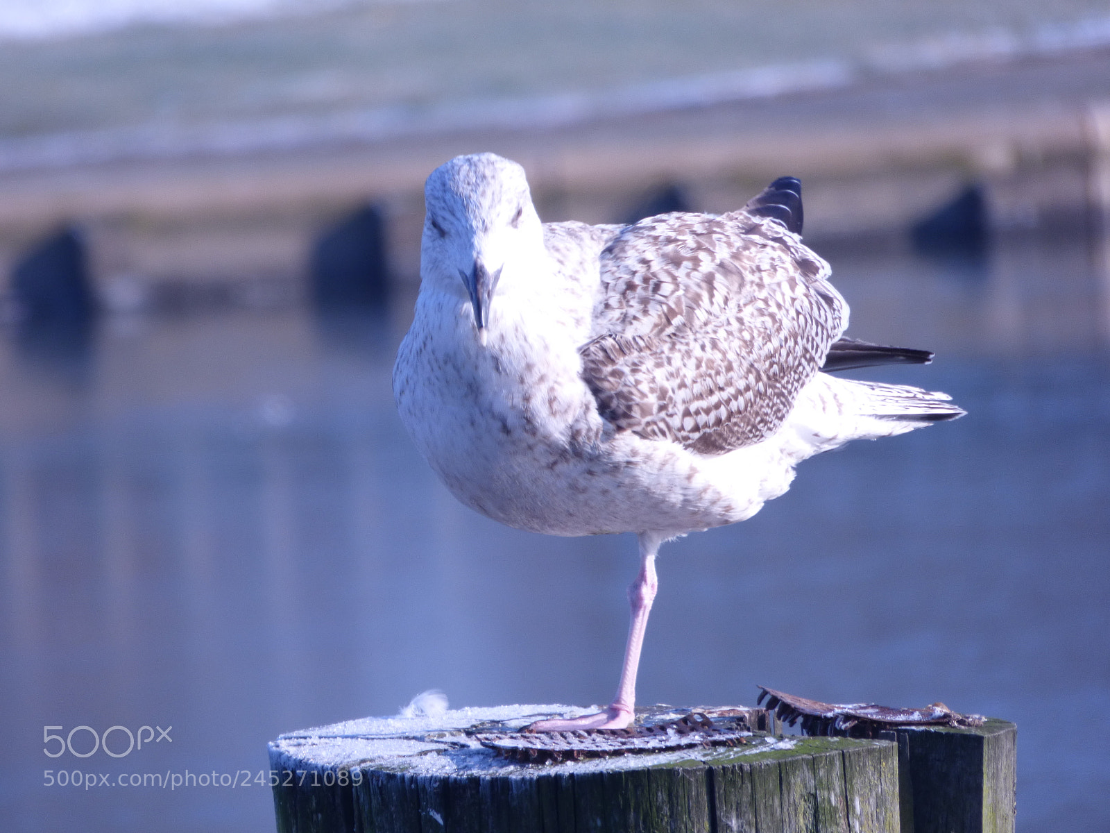 Panasonic DMC-FZ72 sample photo. Winter landschaft photography
