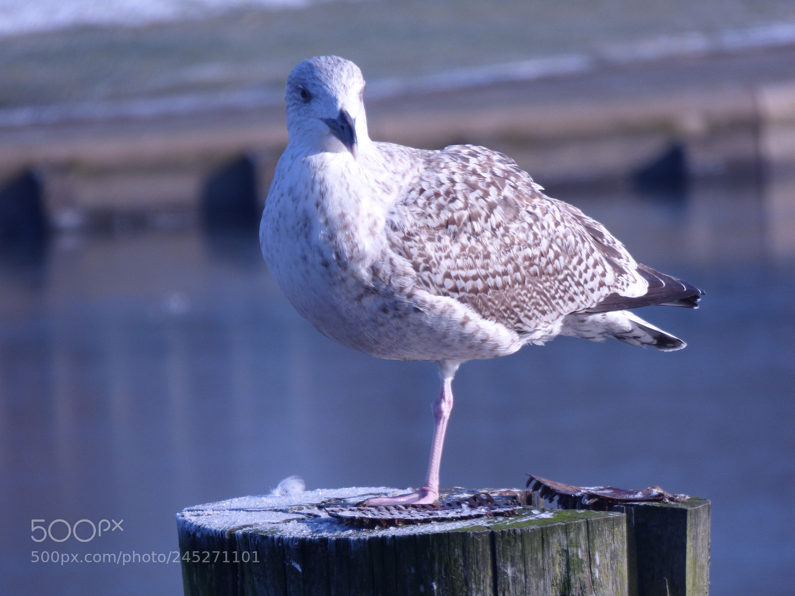 Panasonic DMC-FZ72 sample photo. Winter landschaft photography
