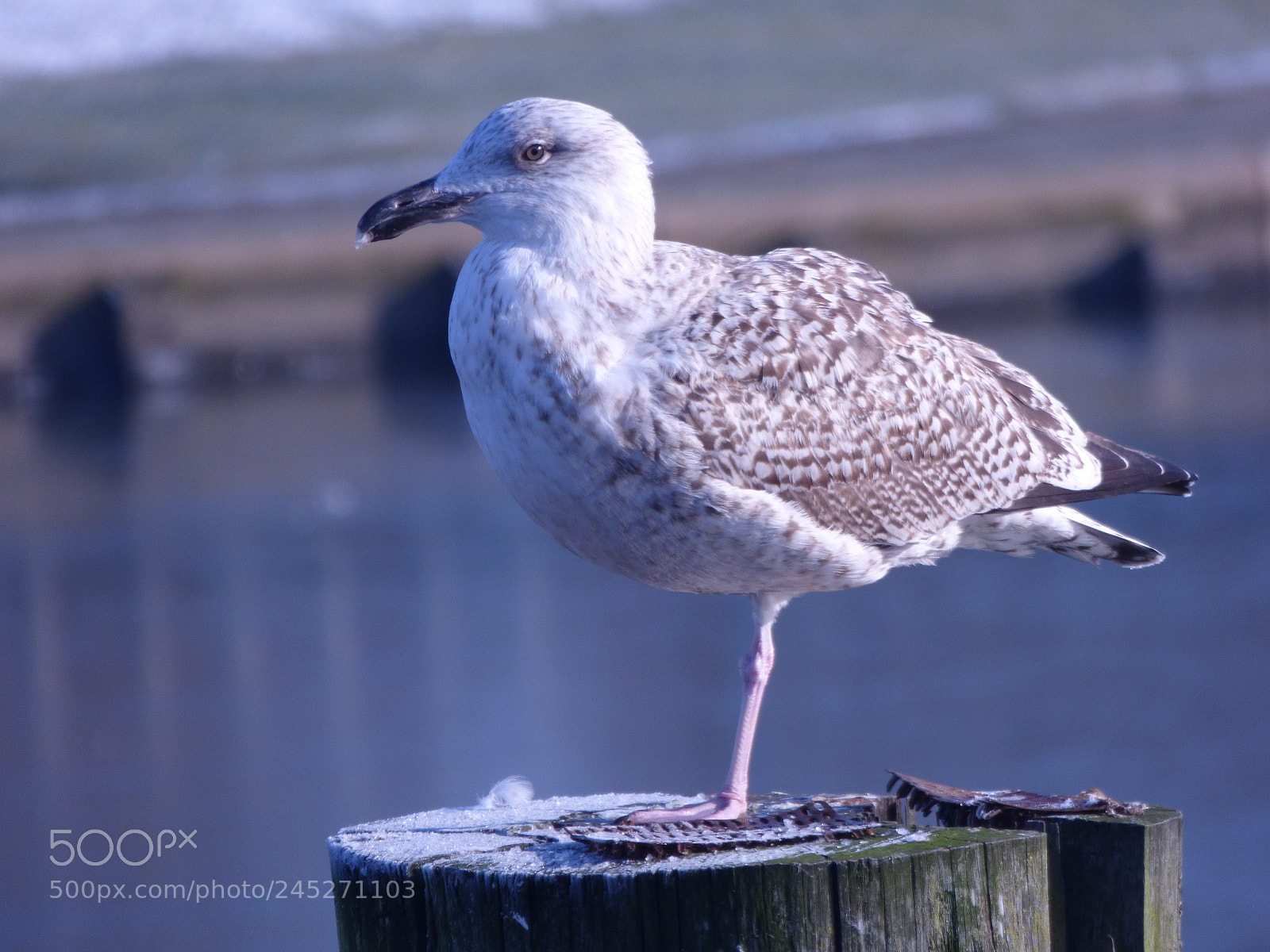 Panasonic DMC-FZ72 sample photo. Winter landschaft photography