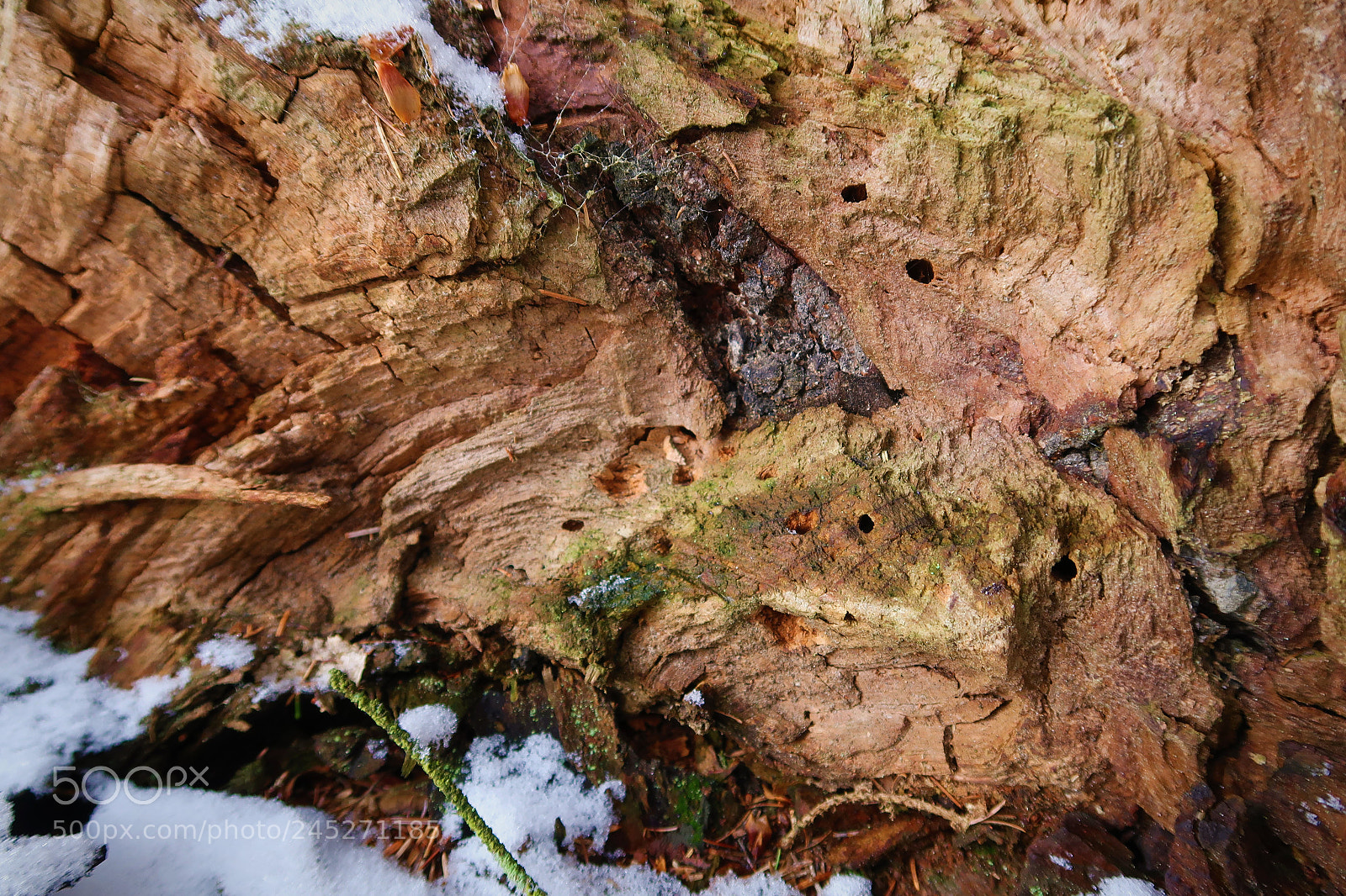 Canon PowerShot G7 X Mark II sample photo. Fallen tree stump photography