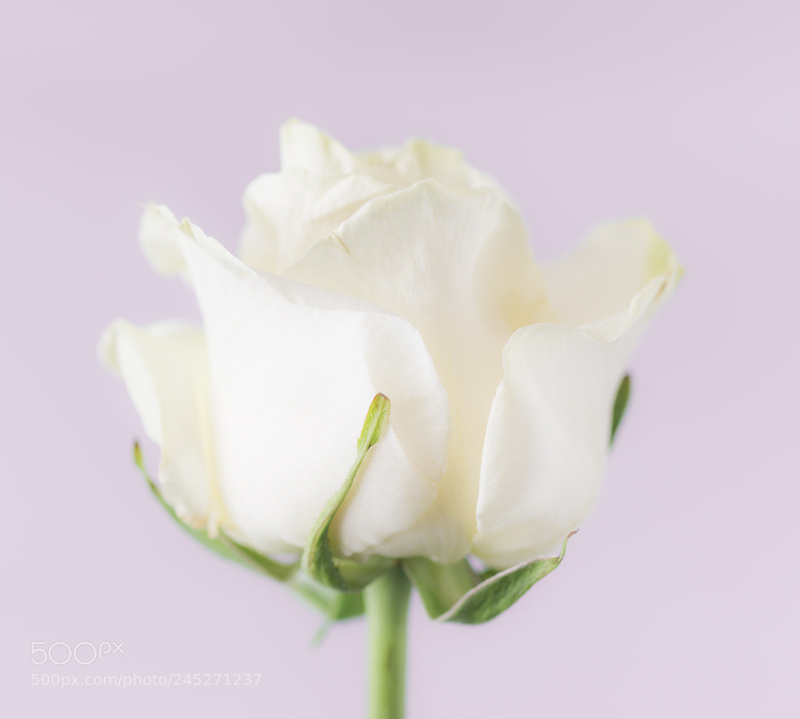 Nikon D7200 sample photo. High key rose photography