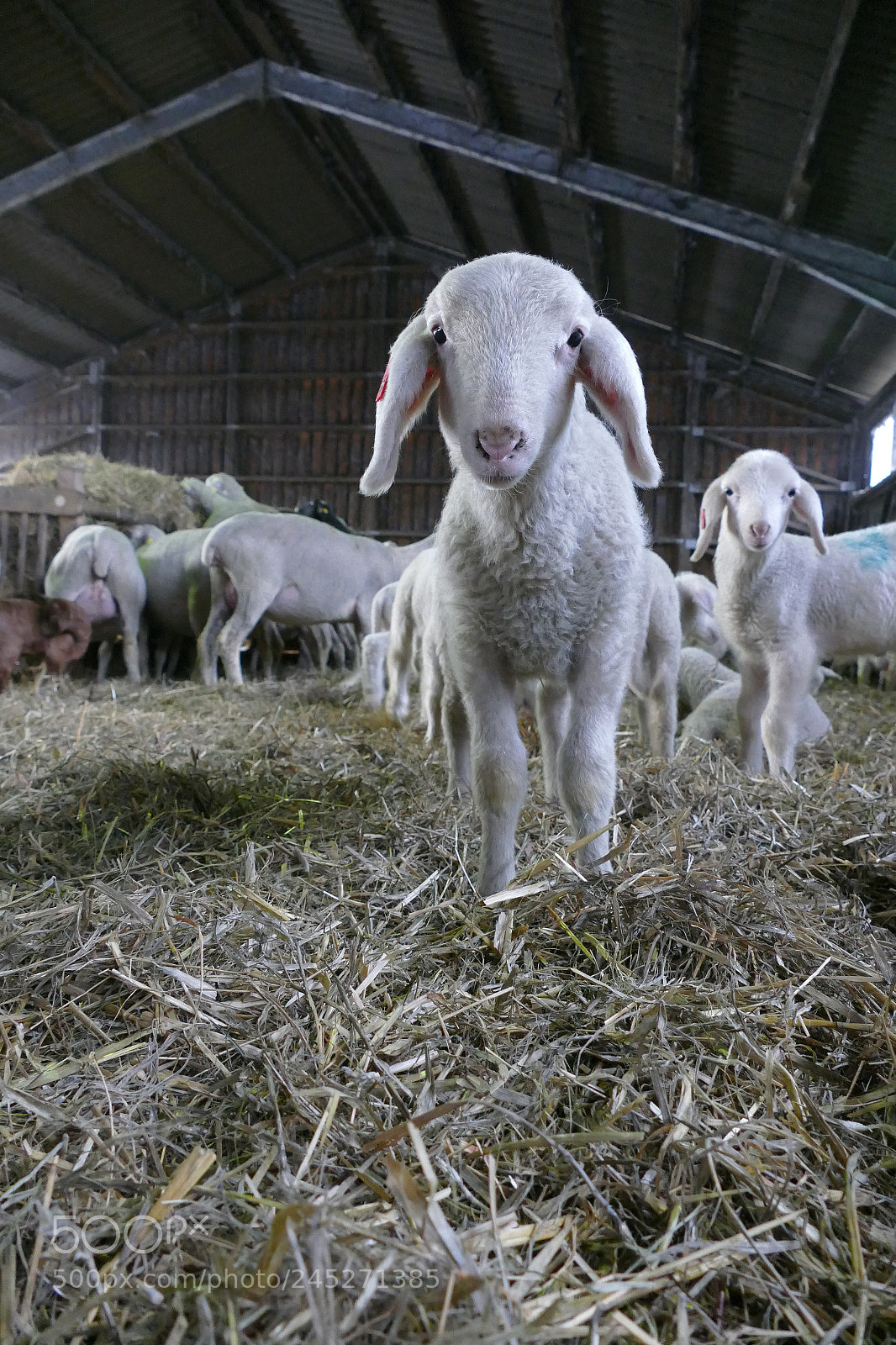 Panasonic Lumix DMC-FZ1000 sample photo. Lambs - lämmer photography