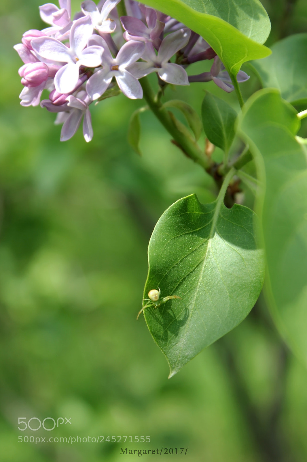 Canon EOS 550D (EOS Rebel T2i / EOS Kiss X4) sample photo. Lilac photography
