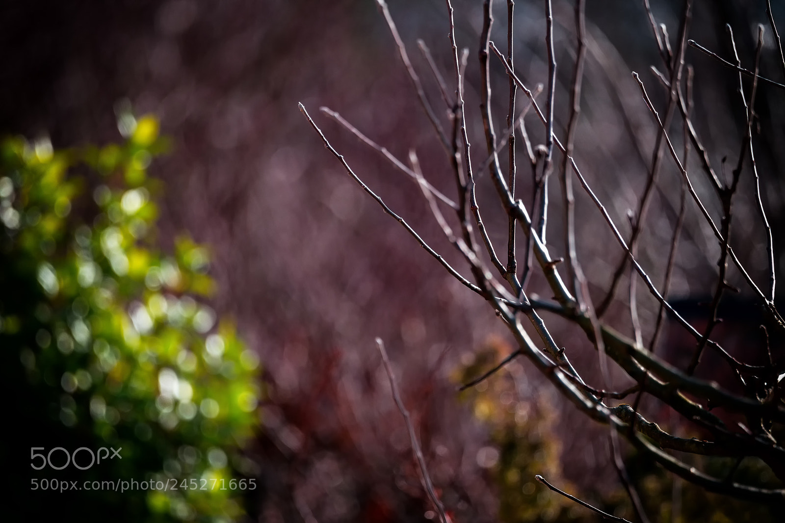 Sony SLT-A99V sample photo. Winter twigs photography