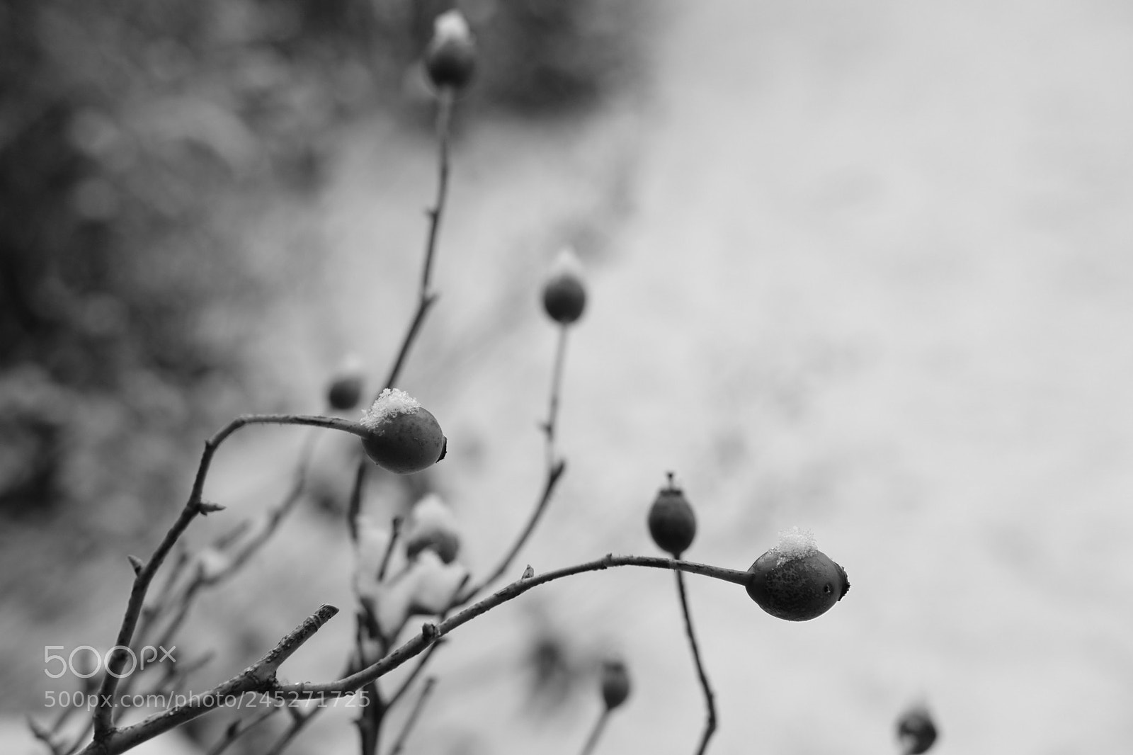 Fujifilm X-Pro2 sample photo. Minimalistic winter impression photography