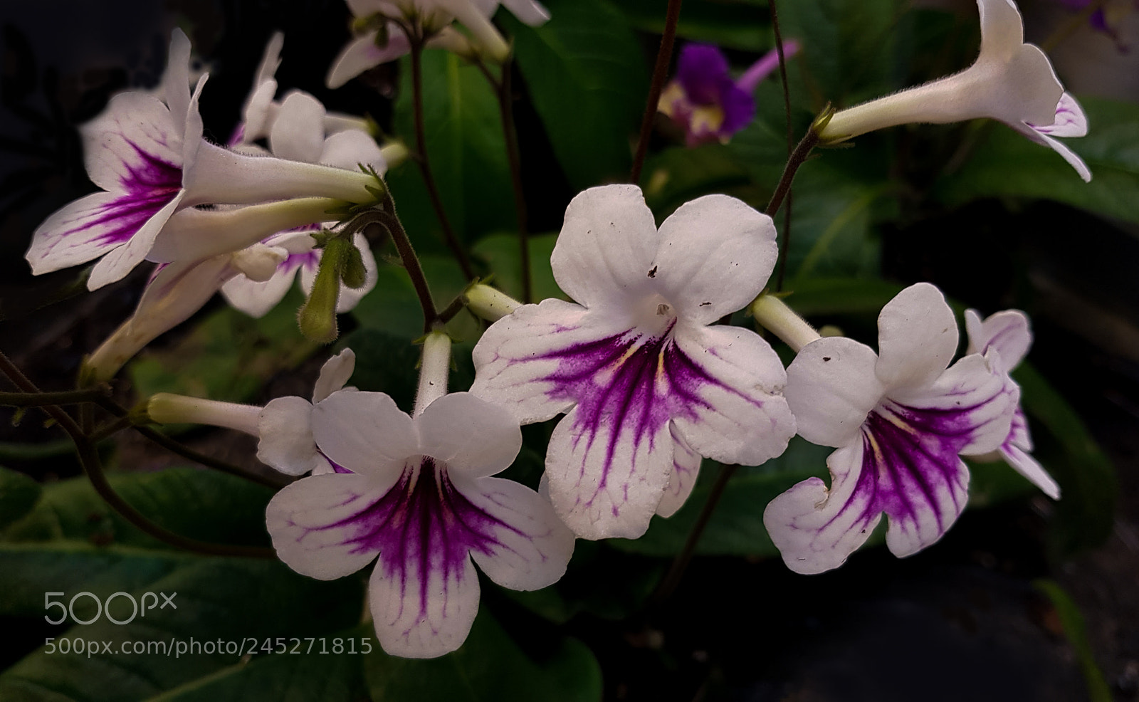 Samsung Galaxy S8 sample photo. White flowers on the photography