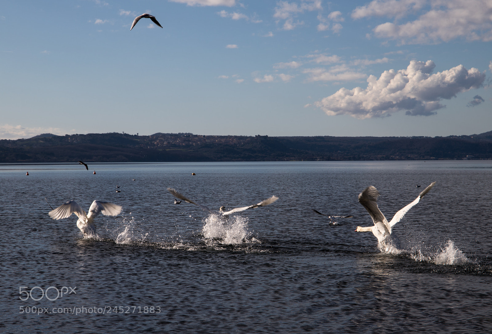 Canon EOS 6D Mark II sample photo. Cigni in volo photography