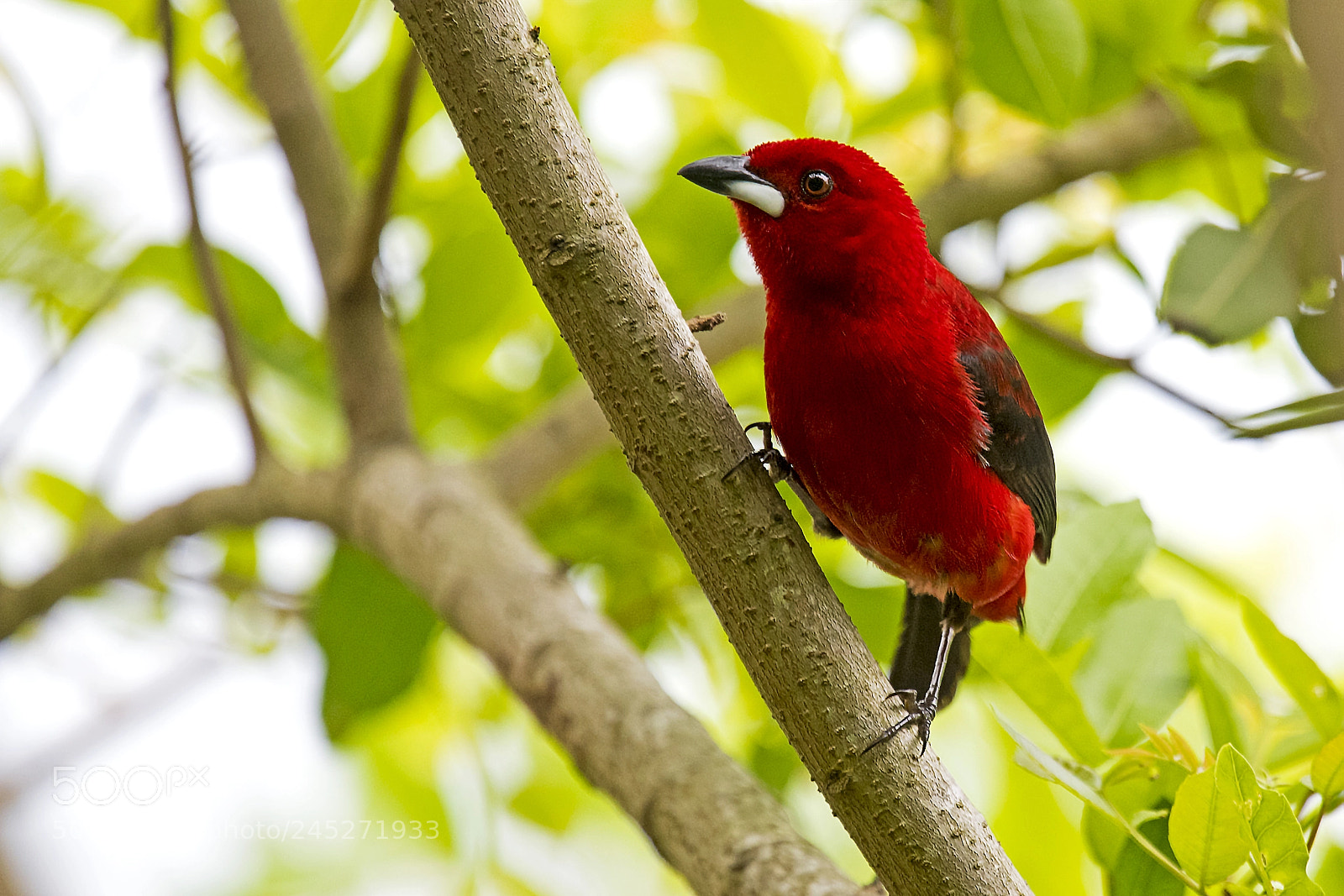 Nikon D810 sample photo. Brazilian tanager photography