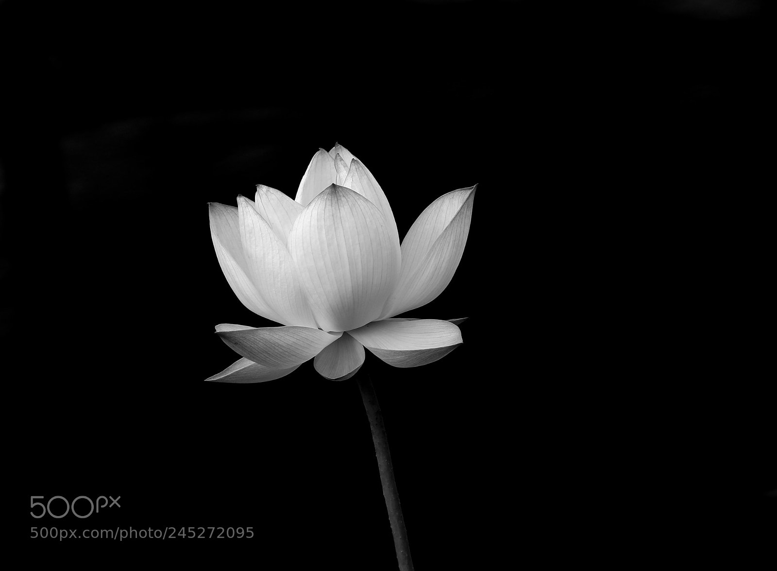 Canon EOS 7D Mark II sample photo. Lotus photography