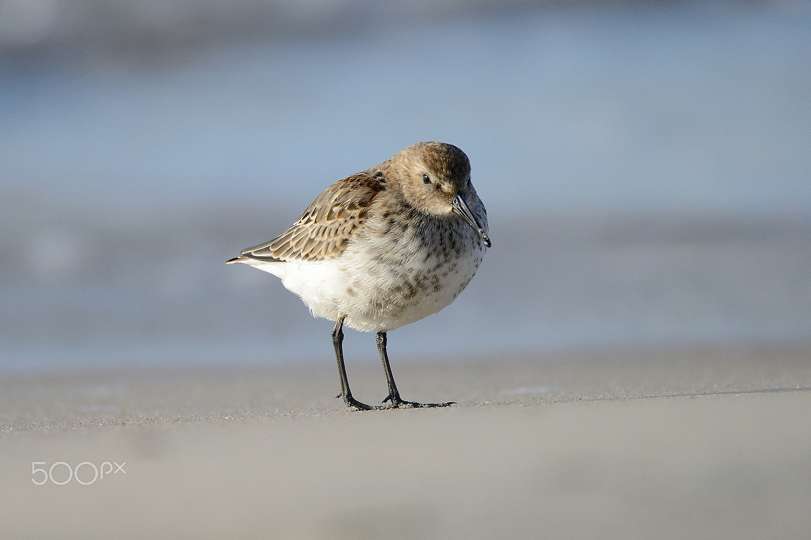 Nikon D800 + Sigma 150-600mm F5-6.3 DG OS HSM | C sample photo. Beach stager photography