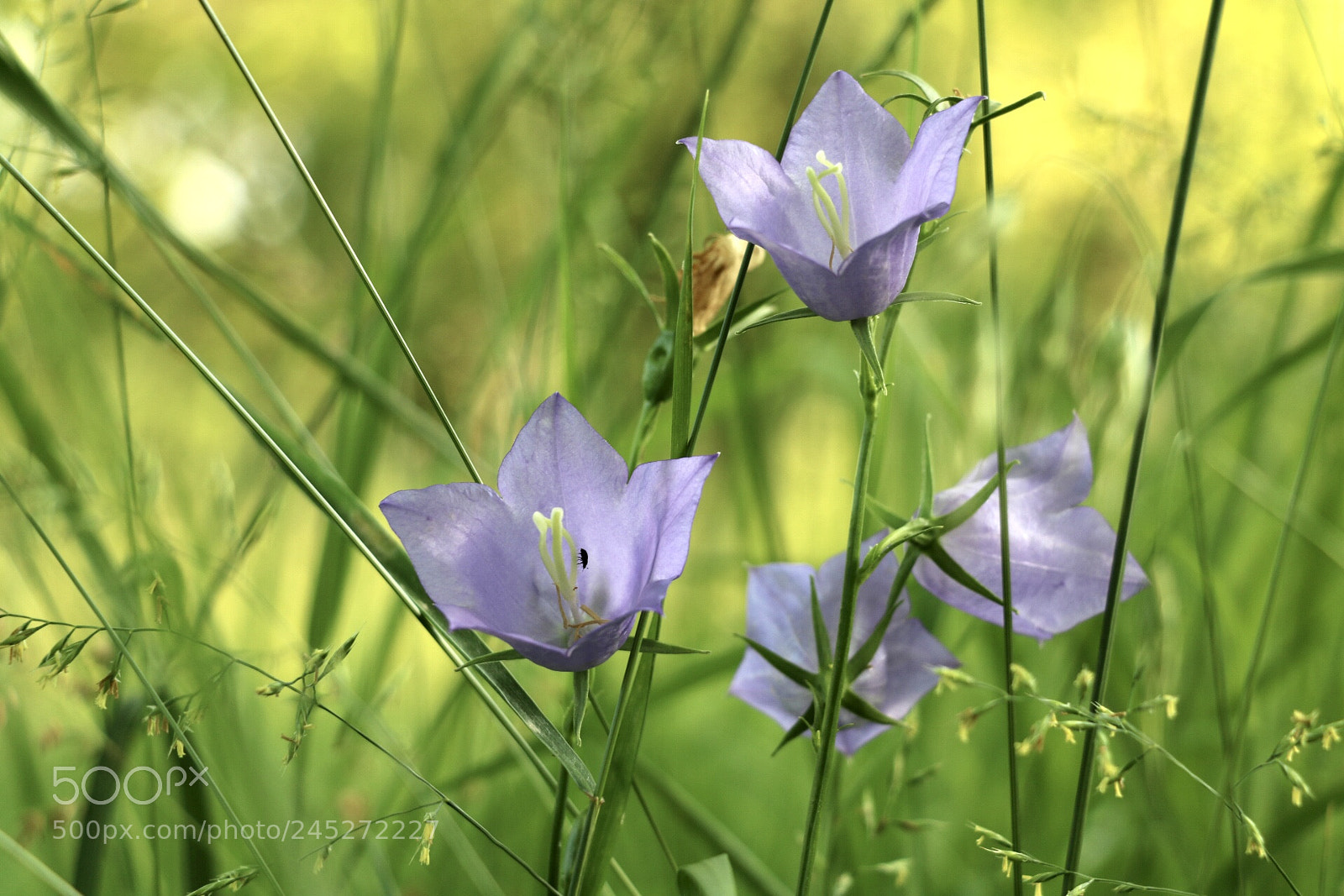 Canon EOS 750D (EOS Rebel T6i / EOS Kiss X8i) sample photo. Untitled photography