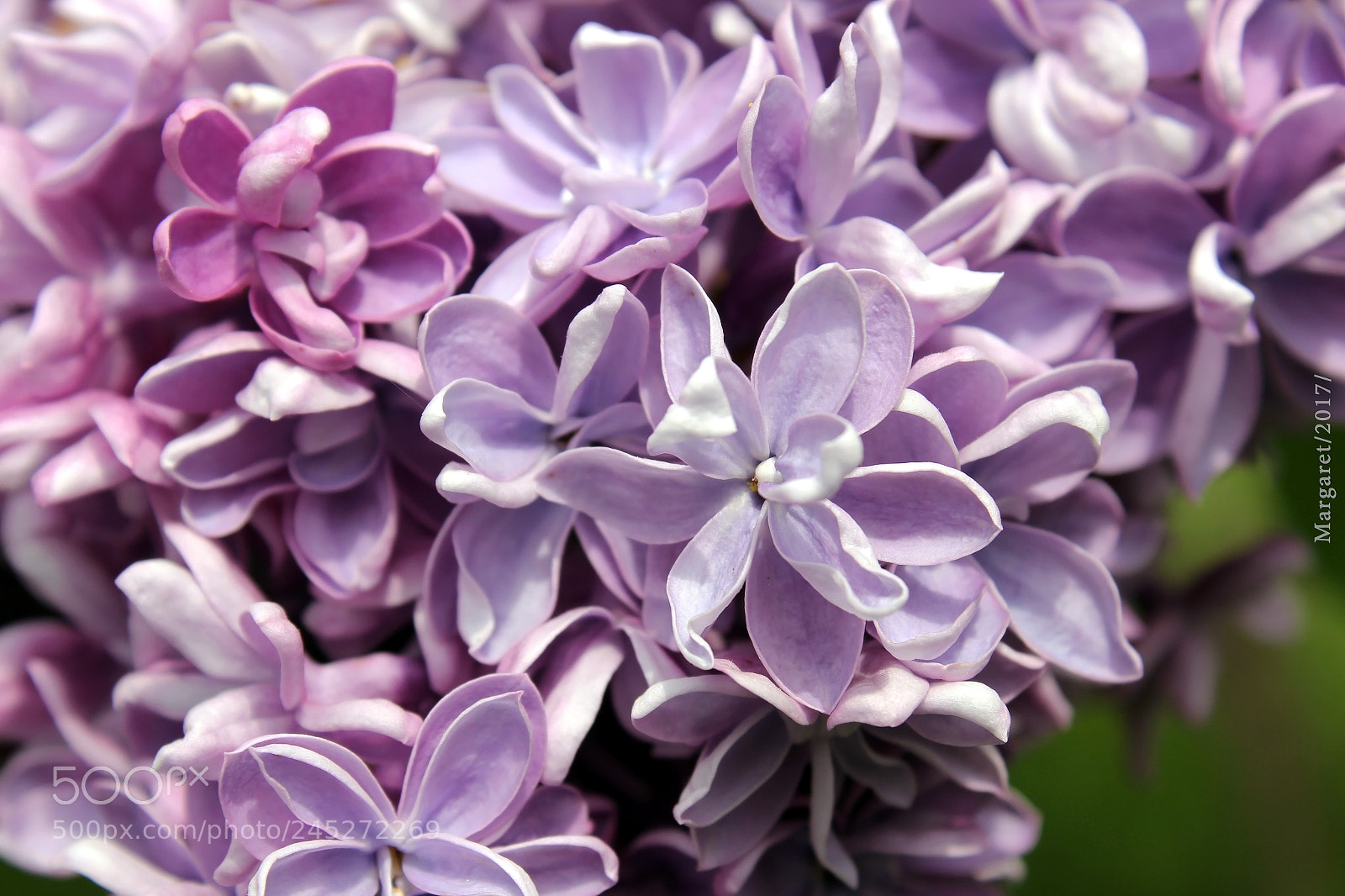 Canon EOS 550D (EOS Rebel T2i / EOS Kiss X4) sample photo. Lilac photography