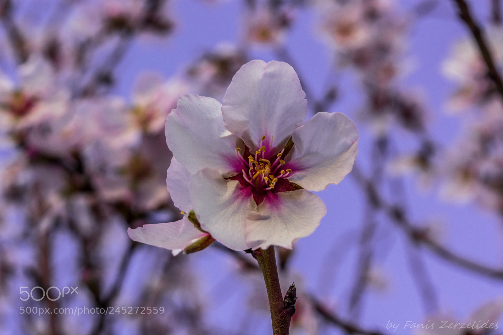 Nikon D5200 sample photo. Innocent approach photography