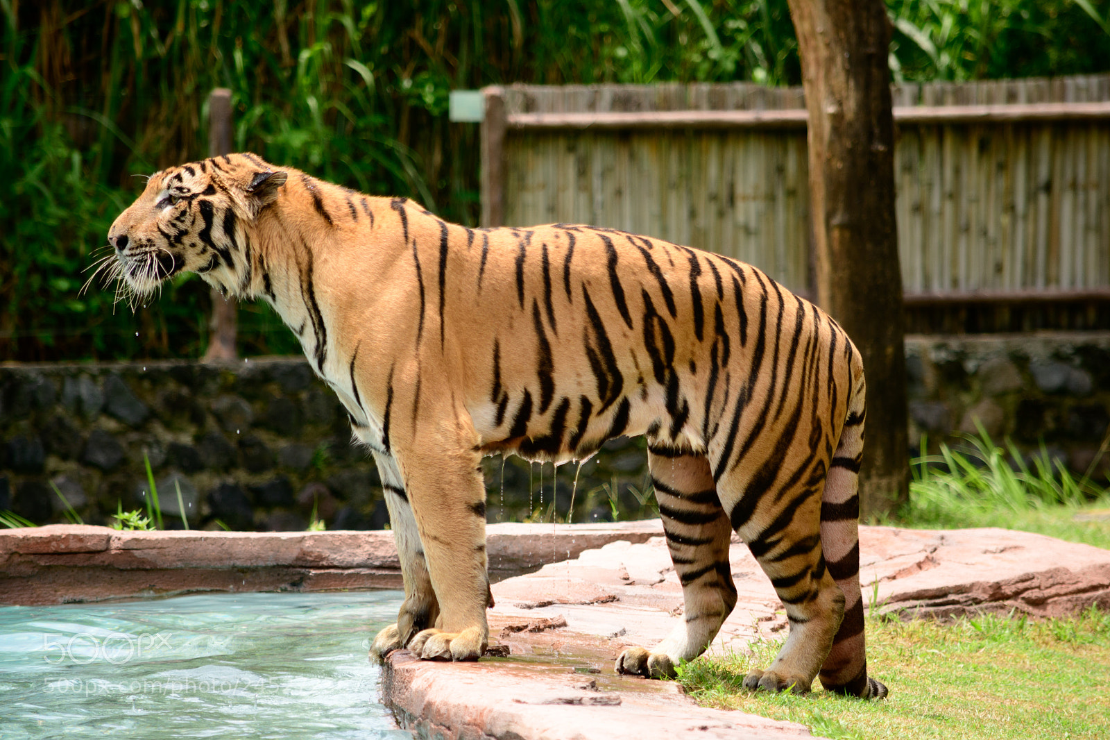 Nikon D7500 sample photo. Tiger photography