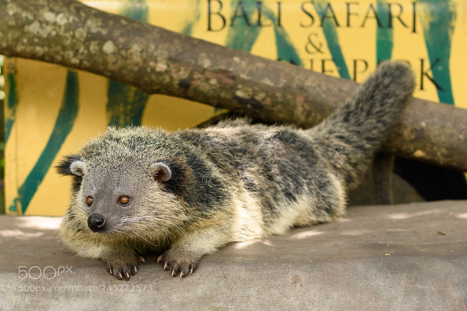 Nikon D7500 sample photo. Binturong photography