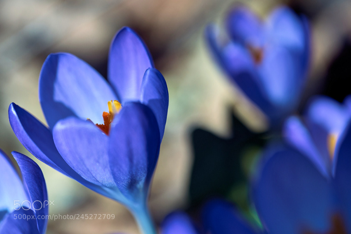 Sony SLT-A99V sample photo. Leith crocus aiming for photography