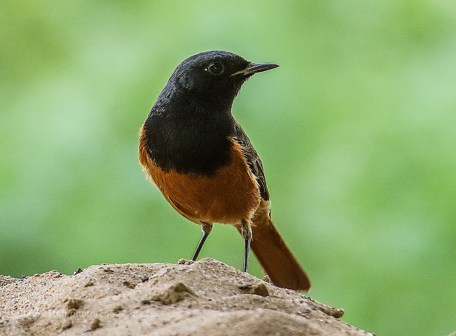 Canon EOS 7D Mark II sample photo. Black redstart سُہری photography