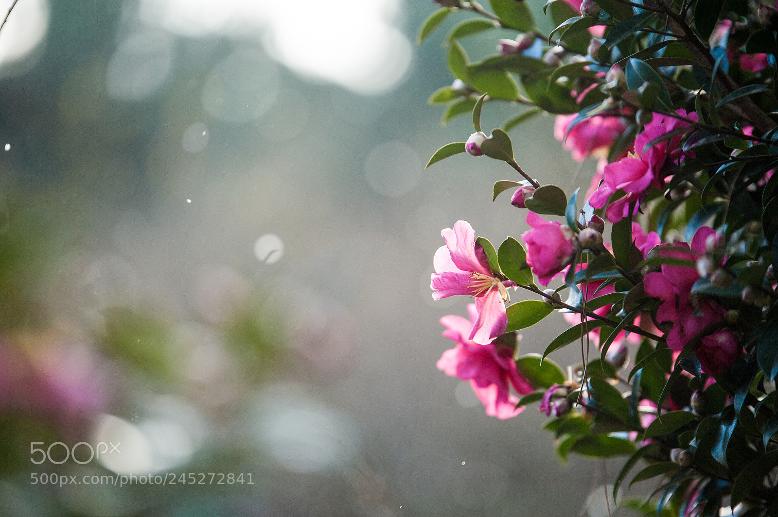 Nikon D700 sample photo. Camellia & snow photography