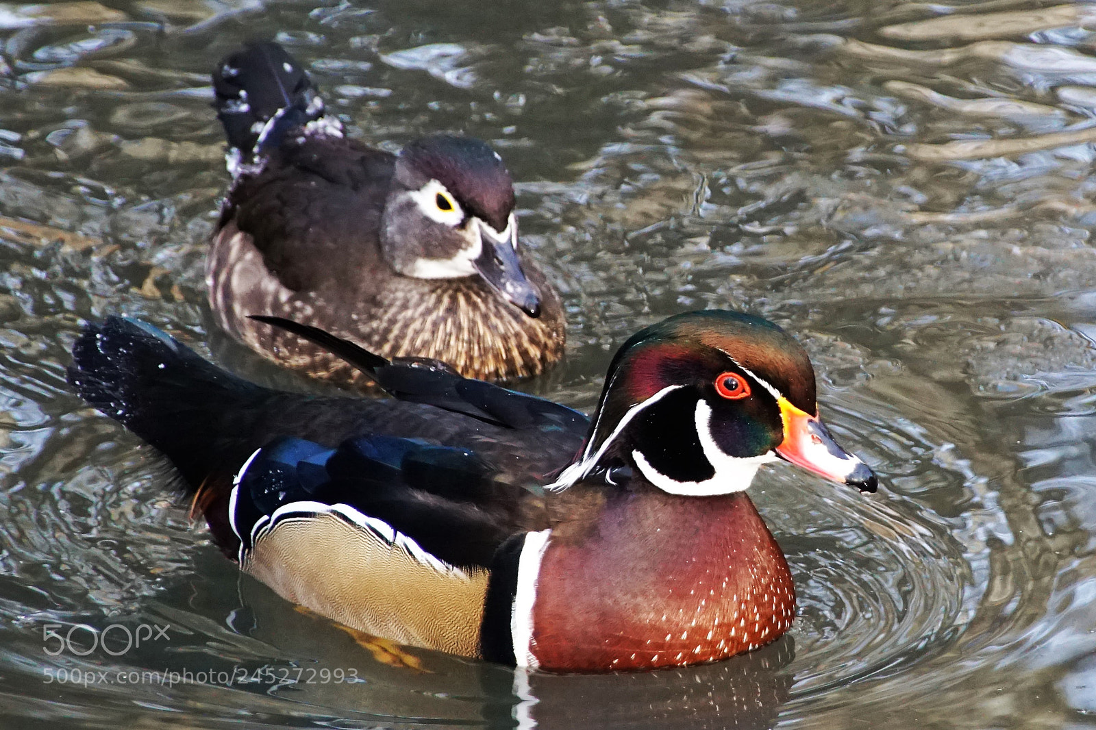 Sony ILCA-77M2 sample photo. A nice pair photography