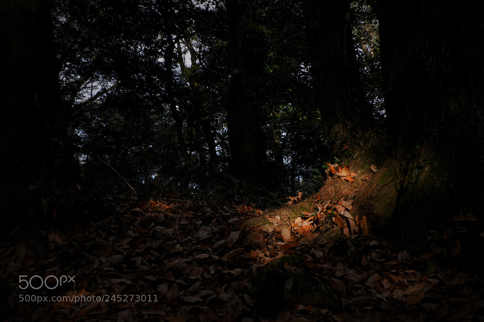Fujifilm X-A3 sample photo. Komorebi photography