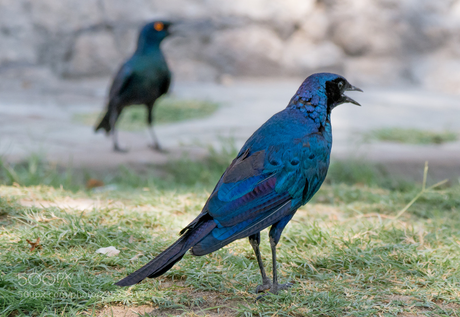 Panasonic DMC-G70 sample photo. African glamour starling photography