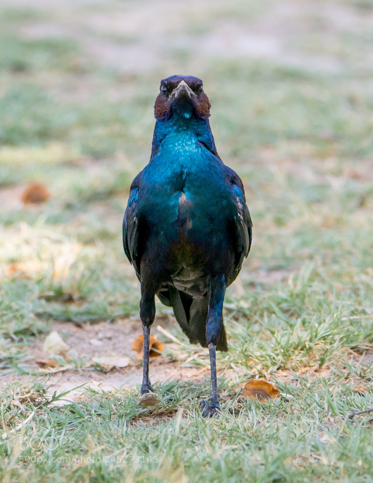 Panasonic DMC-G70 sample photo. African glamour starling photography