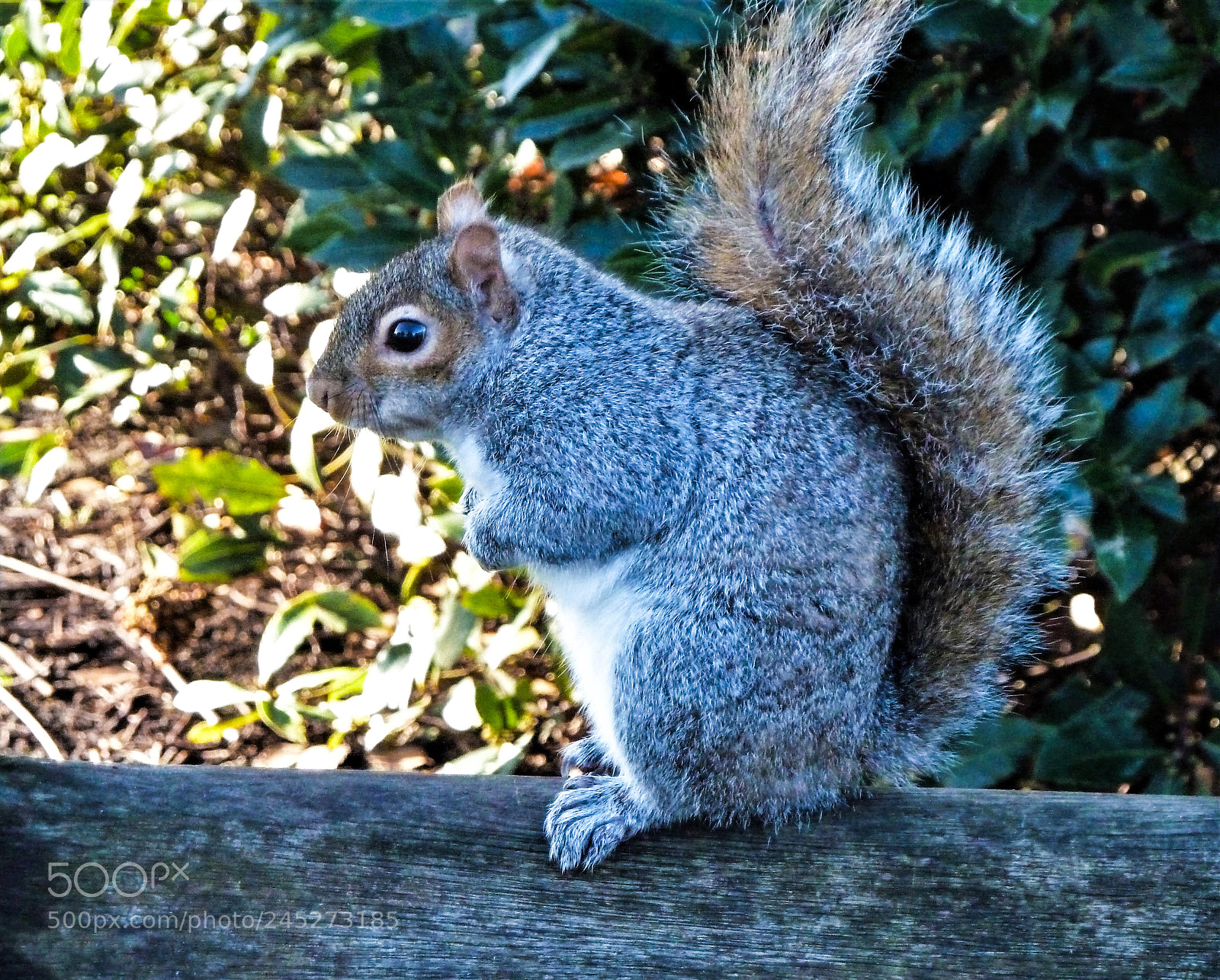 Panasonic Lumix DMC-ZS7 (Lumix DMC-TZ10) sample photo. Passeggiando a hyde park photography