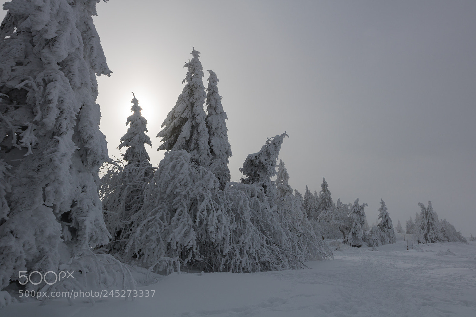 Canon EOS 760D (EOS Rebel T6s / EOS 8000D) sample photo. Giants in the snow photography