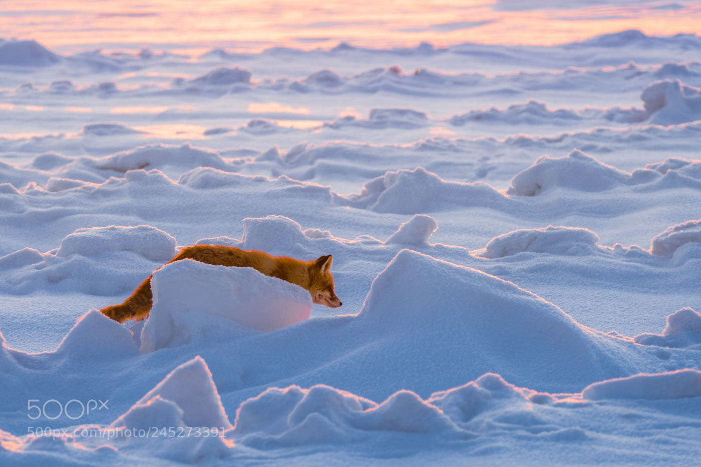 Nikon D500 sample photo. Fox-and-snow photography