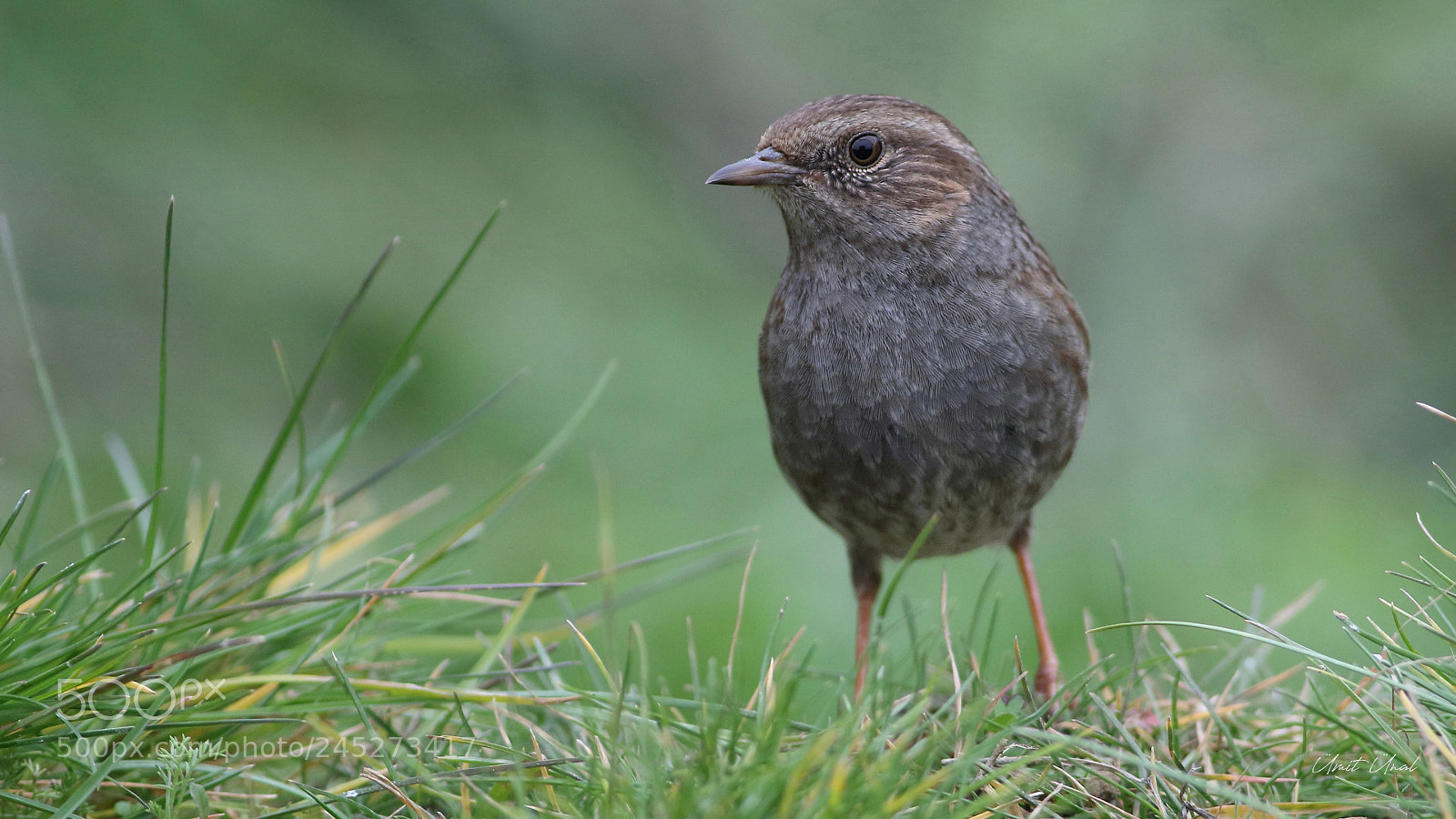 Canon EOS 7D Mark II sample photo. Dunnock photography