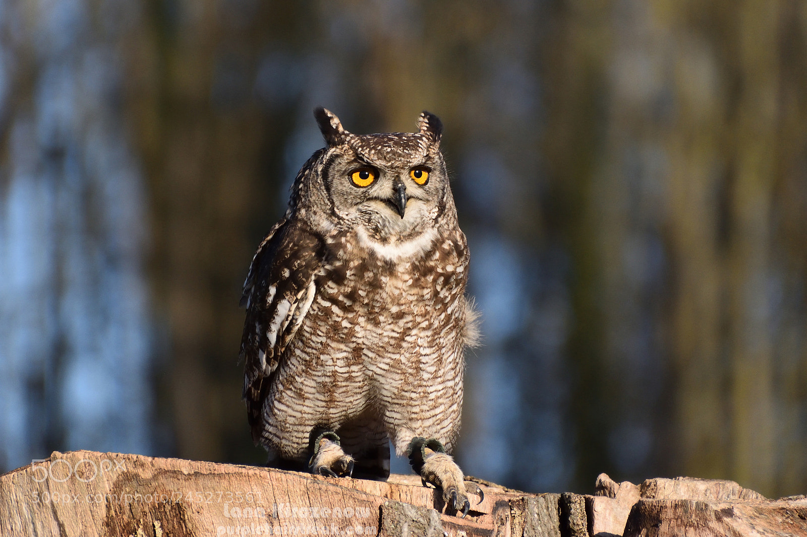 Nikon D5500 sample photo. African eagle owl photography