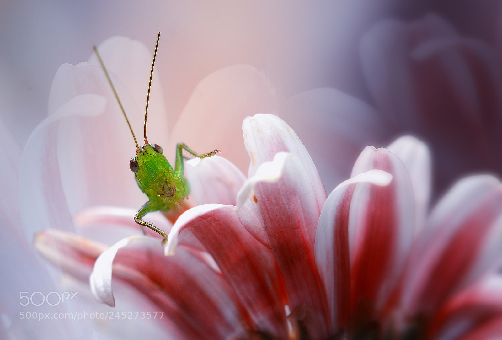 Nikon D7100 sample photo. Good morning photography