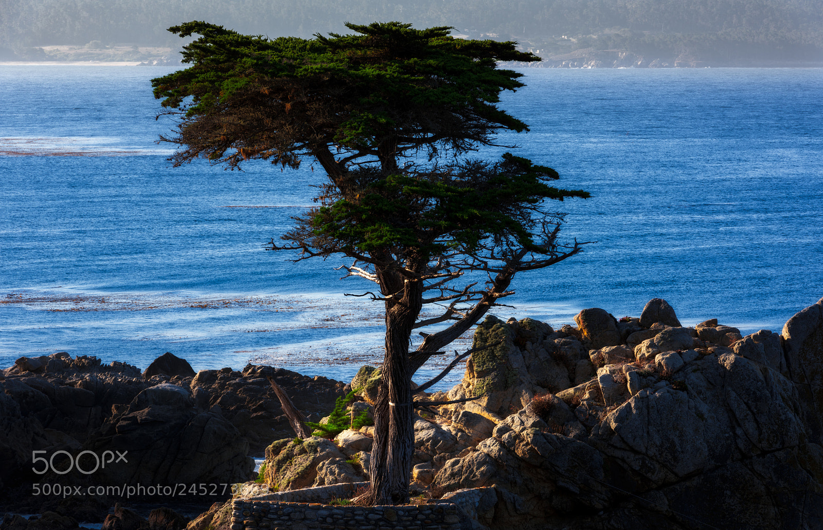 Nikon D810 sample photo. Lone cypress photography