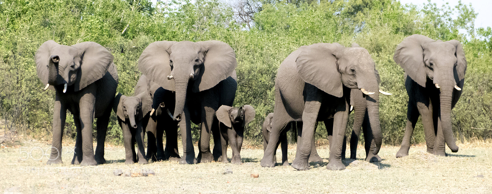 Panasonic Lumix DMC-FZ100 sample photo. Elephants family photography