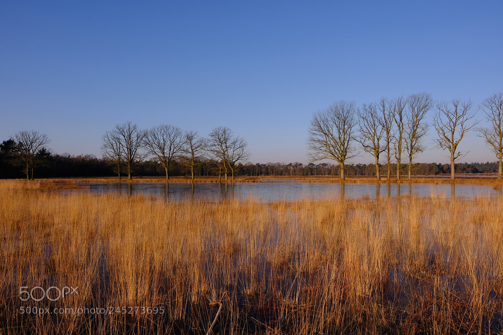 Fujifilm X-Pro2 sample photo. Vlonderpad, mastbos, breda, netherlands photography