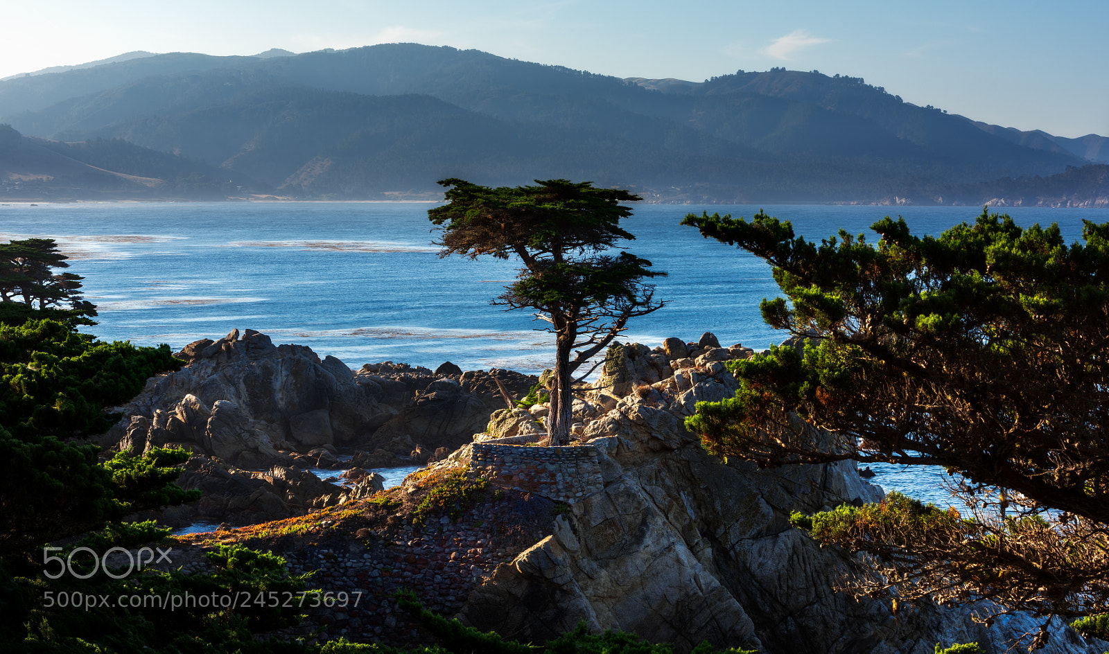Nikon D810 sample photo. Lone cypress photography